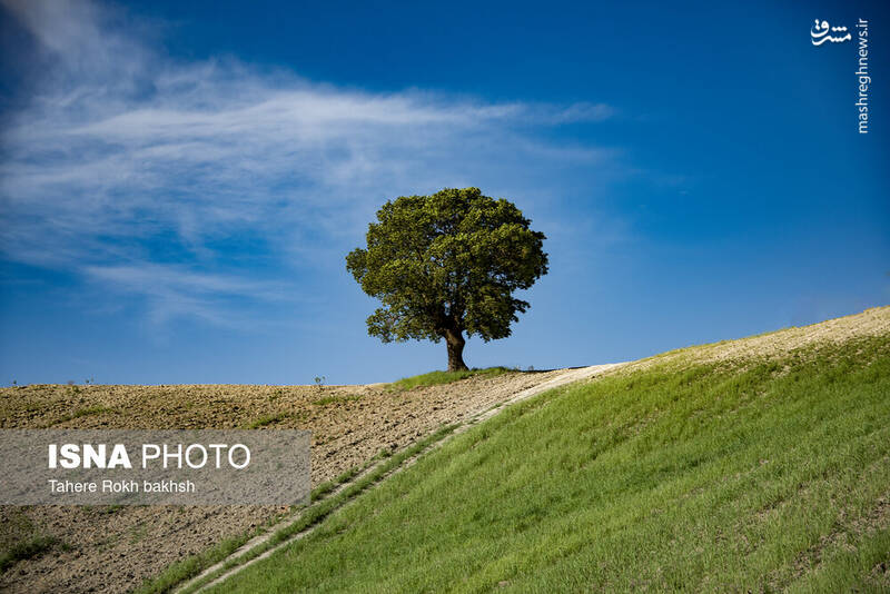 عکس/ کوچ عشایر در قاب رنگها