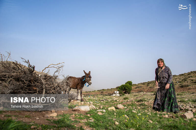 عکس/ کوچ عشایر در قاب رنگها