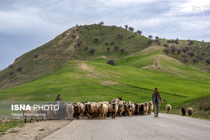 عکس/ کوچ عشایر در قاب رنگها
