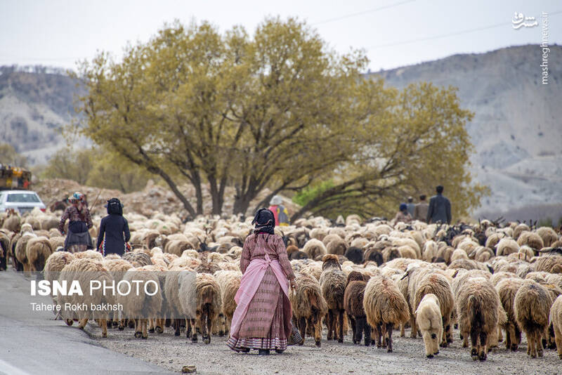 عکس/ کوچ عشایر در قاب رنگها