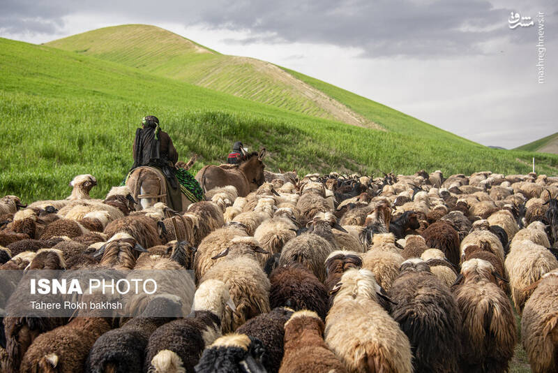 عکس/ کوچ عشایر در قاب رنگها