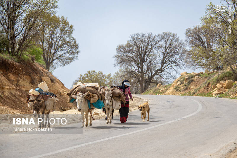 عکس/ کوچ عشایر در قاب رنگها