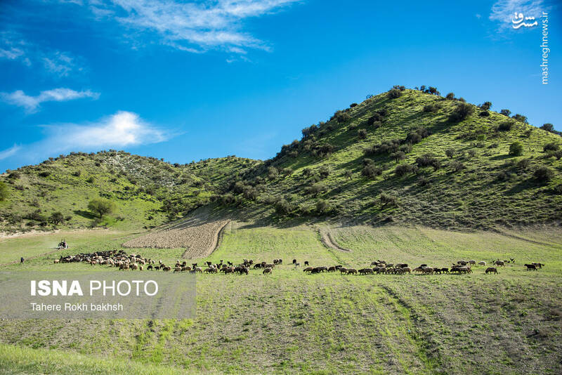عکس/ کوچ عشایر در قاب رنگها