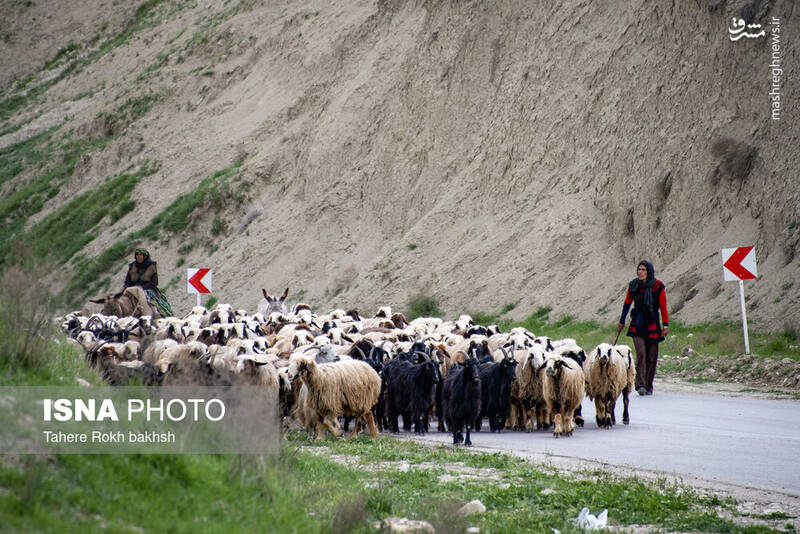 عکس/ کوچ عشایر در قاب رنگها