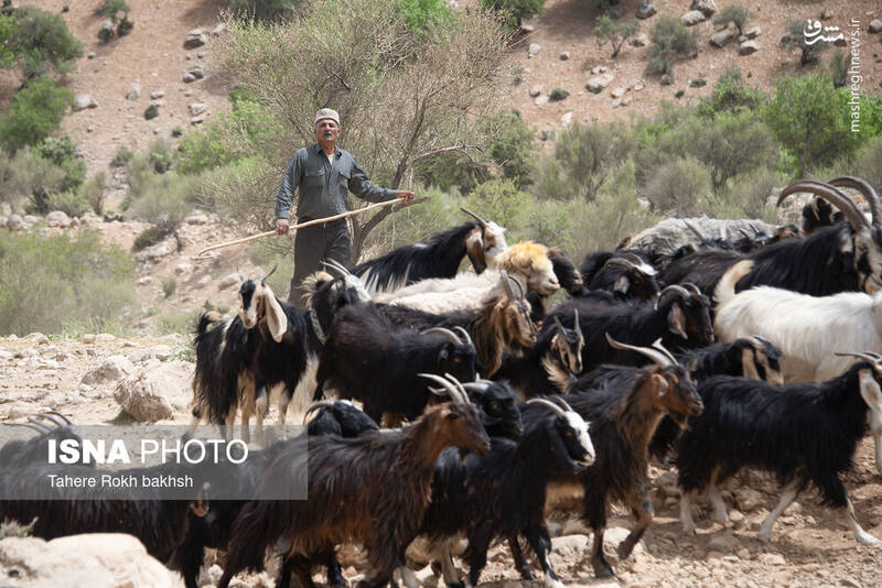 عکس/ کوچ عشایر در قاب رنگها