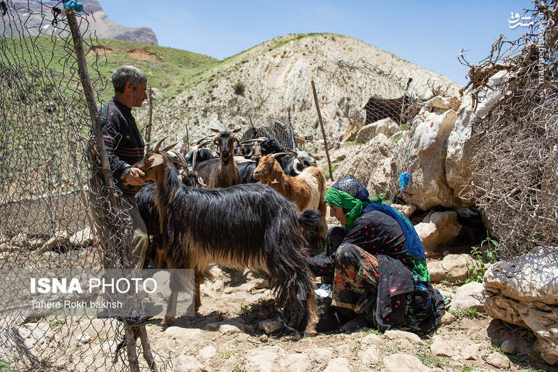 عکس/ کوچ عشایر در قاب رنگها