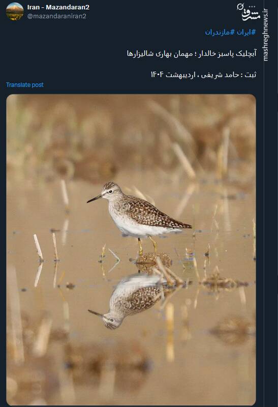 آبچلیک پاسبز خالدار؛ مهمان بهاری شالیزارها+ عکس