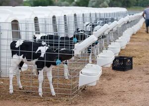 شیرخوارگاهِ گوساله‌ها در ۸ هفتۀ اول