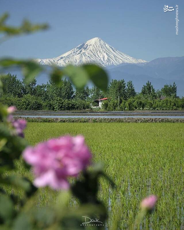 تصویری از شالیزارهای مازندران با چشم اندازی از دماوند