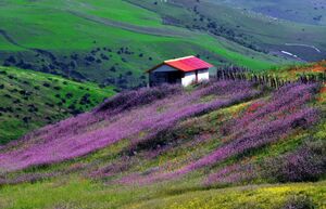 عکس/ بهار تالش