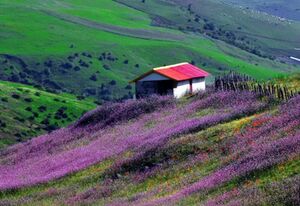 زیبایی بهار تالش به روایت تصویر