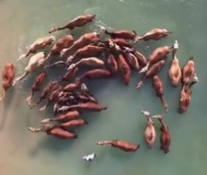 ویدئویی از حمام شترها در آب‌های خلیج فارس