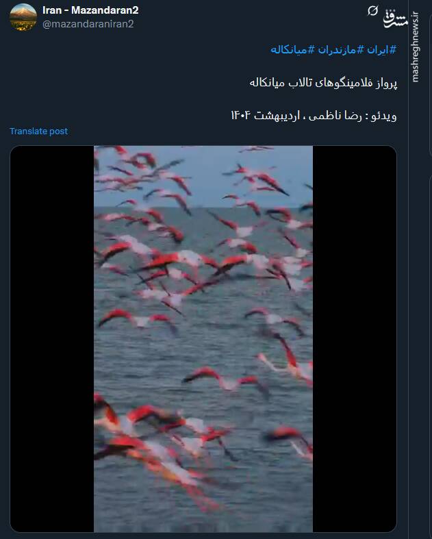 پرواز فلامینگوهای تالاب میانکاله در اردیبهشت ماه+ فیلم