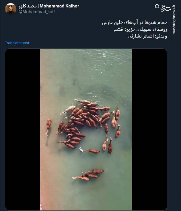 ویدئویی از حمام شترها در آبهای خلیج فارس