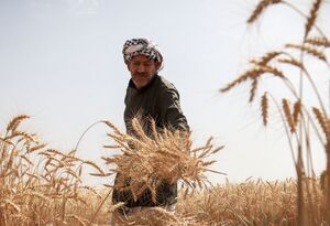 برداشت گندم در دشت آزادگان