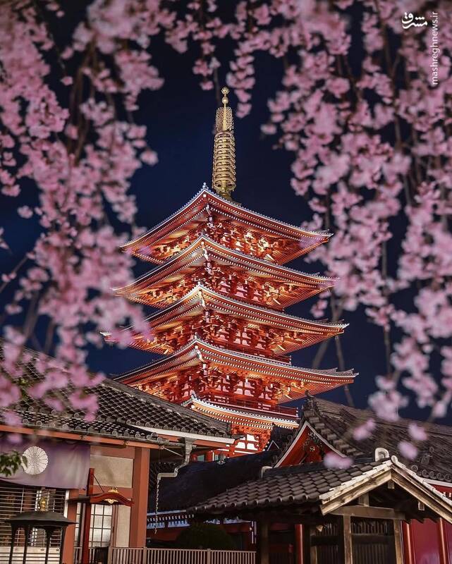 عکس شکوفه های گیلاس کره