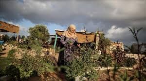 کشاورزی در غزه ویران شد؛ ۹۰ درصد زمین‌های کشاورزی غیرقابل استفاده است