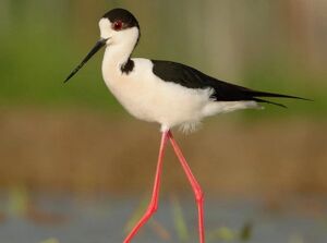 تا حالا چوب پای بال سیاه دیده‌اید؟+ عکس