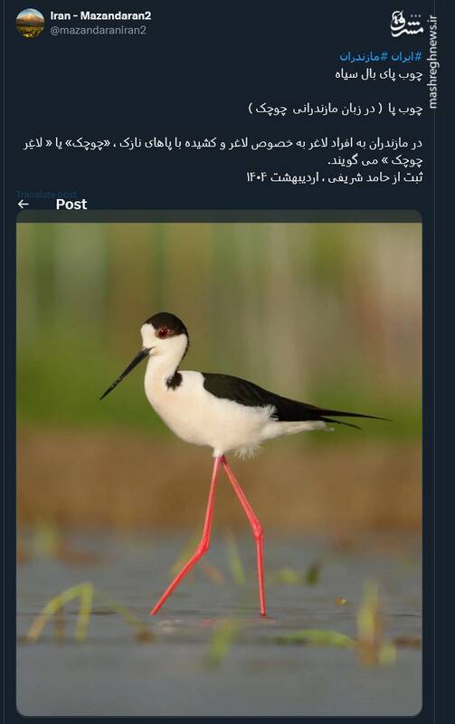 تا حالا چوب پای بال سیاه دیده‌اید؟+ عکس