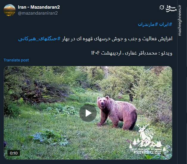 فعالیت و جنب و ‌جوش خرسهای قهوه ای در جنگلهای هیرکانی+ فیلم