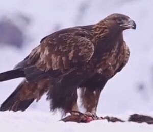 ویدئویی از ابهت و شکوه عقاب طلایی در ارتفاعات البرز