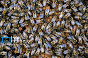 رها شدن ۲۵۰ میلیون زنبور در واشنگتن +فیلم