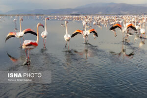 شکارچی فلامینگوها در ایرانشهر شناسایی شد