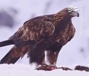 منتشر،ابهت