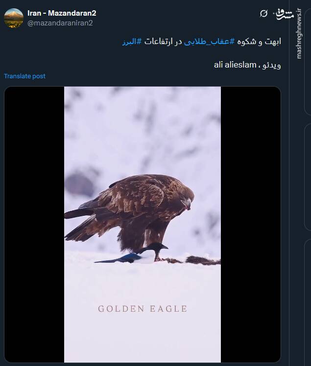 ویدئویی از ابهت و شکوه عقاب طلایی در ارتفاعات البرز