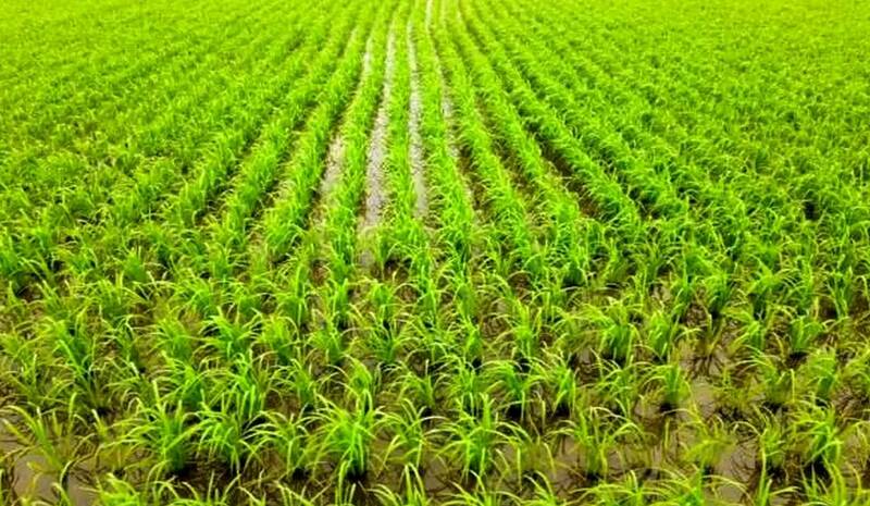 جنگ برنج در بازار: سوداگری شرکت‌ها یا سیاست‌گذاری نادرست؟/ کشاورزان برنج را ۸۰ هزار تومان فروختند، دلالان ۲۲۰ هزار تومان!