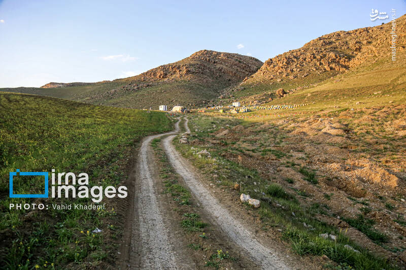 عکس/ پرورش زنبور عسل