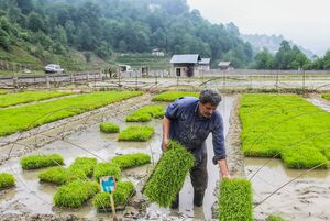 عکس/ بانک نشاء برنج در مازندران