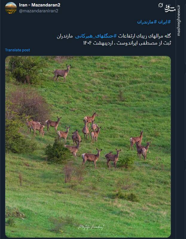 نمایی از زندگی مرال های ارتفاعات جنگلهای هیرکانی