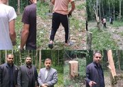قطع ۶۴ درخت به دلیل انتقام‌جویی شخصی