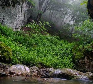 تصویری از زیبایی مسیر آبشار پشمکی شهرستان رامیان