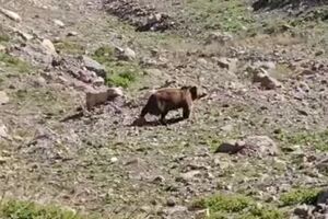 فیلم/ خرس قهوه‌ای در الیگودرز شکار دوربین شد