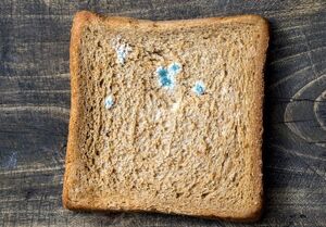 تمام غذای کپک‌زده را دور بریزید