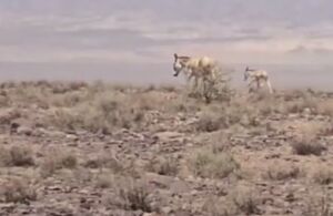 فیلم/ تولد اولین گور ایرانی در سال ۱۴۰۴ در پارک ملی کویر گرمسار