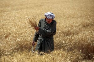 عکس/ برداشت گندم در دشت آزادگان