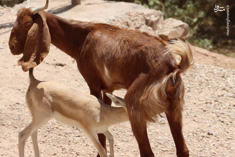 بره آهوی یتیم صاحب دایه شد