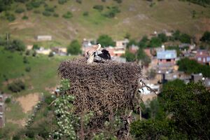 فیلم/ داستان یک مهاجرت شگفت‌انگیز