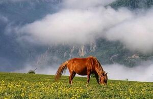 تصویری از زیبایی و آرامش حاکم در طبیعت سواد کوه