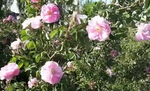 فیلم/  جشنواره گل‌وگلاب بروجرد