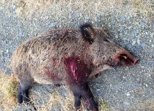 کشف لاشه و اجزای ۳۸ گراز وحشی در دماوند