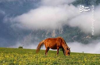 منتشر،مشرق