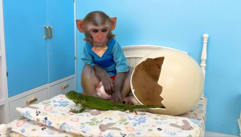 سگ ۷۵ میلیونی یا میمون ۴۰ میلیونی؟ جنگ حیوانات لاکچری در تهران!/ از پودل قلادهگسیخته تا مار فراری؛ پایان آرامش محلههای تهران؟