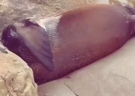 تبدیل سواحل کالیفرنیا به گورستانی برای  موجودات دریایی+ فیلم