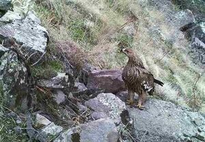 حیات وحش اردبیل در یک نگاه