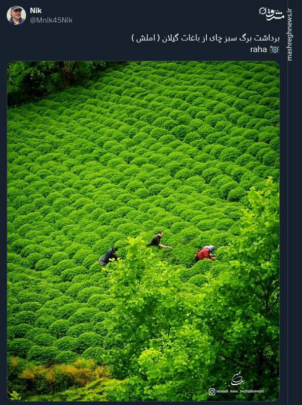 تصویری از برداشت برگ سبز چای از باغات املش