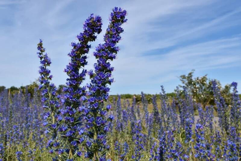 هشدار جدی یک متخصص در مورد عوارض مصرف گل گاوزبان/ چه میزان مصرف کنیم؟ - تابناک | TABNAK